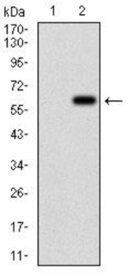 Villin 1 Antibody (3E5G11) - BSA Free, Novus Biologicals 0.1mg; Unlabeled:Antibodies,